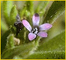   .  ( Allophyllum gilioides ssp. violaceum )