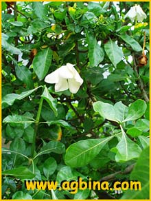   ( Gardenia cornuta )