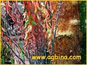   ( Gasteria acinacifolia )