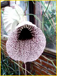   (Aristolochia grandiflora)