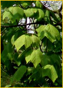   (Acer nipponicum)