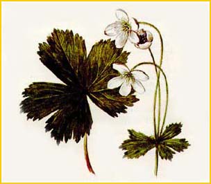   ( Anemone baicalensis ),    