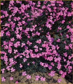   ( Dianthus brachyanthus )