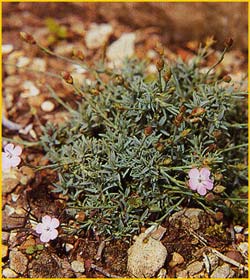   .  ( Dianthus brachyanthus var. alpinus)