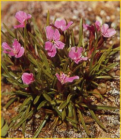   ( Dianthus glacialis )