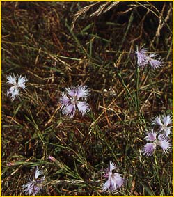   ( Dianthus hyssopifolius / monspessulanus )