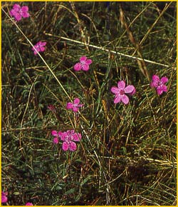   ( Dianthus sylvestris )
