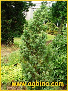   .  ( Juniperus communis ssp. nana )