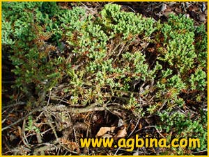   /   ( Juniperus procumbens )