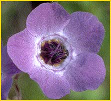   ( Pholistoma auritum )