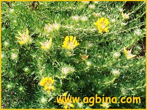  - ( Trifolium ochroleucum )