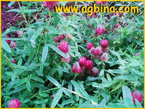   ( Trifolium rubens )