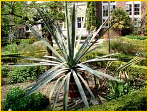   ( Agave tequilana )