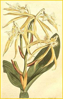    ( Epidendrum ciliare ) Curtis's Botanical Magazine