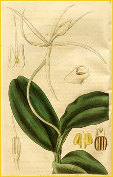   ( Epidendrum nocturnum ) Curtis's Botanical Magazine (1834)