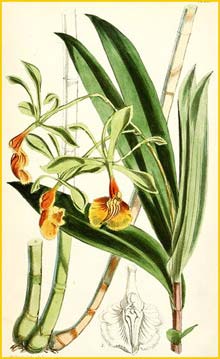   ( Epidendrum pseudepidendrum ) Curtis's Botanical Magazine (1870)