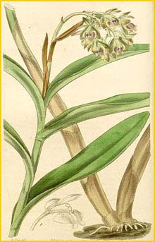   ( Epidendrum anceps ) Curtis's Botanical Magazine (1839)