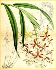   ( Epidendrum cnemidophorum ) Curtis's Botanical Magazine (1867)