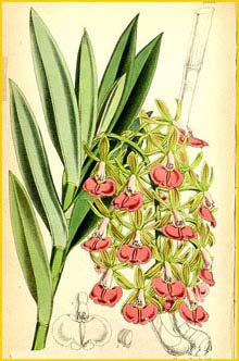   ( Epidendrum cooperianum ) Curtis's Botanical Magazine (1867)