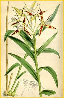   ( Epidendrum criniferum ) Curtis's Botanical Magazine (1874)