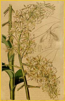   ( Epidendrum densiflorum ) Curtis's Botanical Magazine (1840)