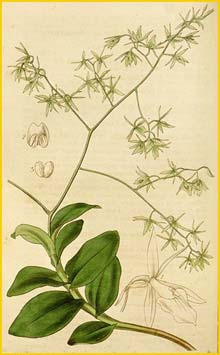   ( Epidendrum diffusum ) Curtis's Botanical Magazine (1837)