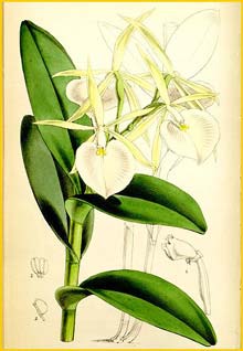    ( Epidendrum eburneum ) Curtis's Botanical Magazine (1867)