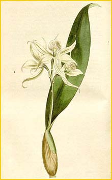   ( Epidendrum fragrans ) Curtis's Botanical Magazine 