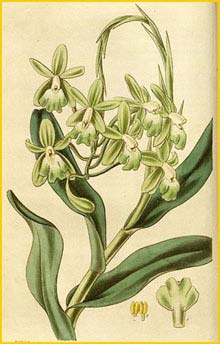   ( Epidendrum harrisoniae ) Curtis's Botanical Magazine (1833)