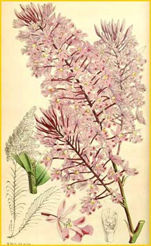   ( Epidendrum myrianthum ) Curtis's Botanical Magazine (1866)