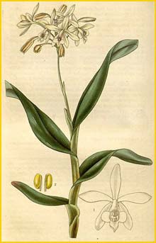   ( Epidendrum pallidiflorum ) Curtis's Botanical Magazine (1829)