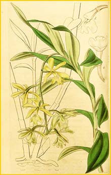   ( Epidendrum patens ) Curtis's Botanical Magazine  (1841)