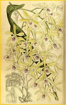   ( Epidendrum profusum ) Curtis's Botanical Magazine 