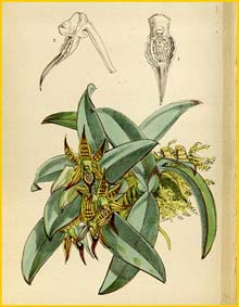   ( Epidendrum sophroniti ) Curtis's Botanical Magazine (1877)