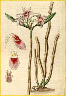   ( Epidendrum stenopetalum ) Curtis's Botanical Magazine