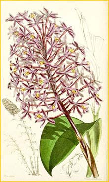    ( Epidendrum syringothyrsis ) Curtis's Botanical Magazine (1875)