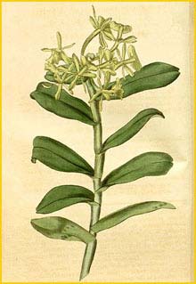   ( Epidendrum umbelliferum ) Curtis's Botanical Magazine (1819)