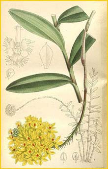  - ( Epidendrum xanthinum ) Curtis's Botanical Magazine (1898)