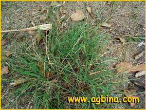   .  ( Neoschischkinia truncatula ssp. dureiui )