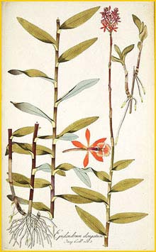    ( Epidendrum secundum ) author Nikolaus Joseph von Jacquin