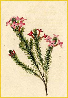   ( Erica coventryana ) drawn by W. Miller 1820