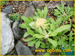Эриогонум борщевиковый  ( Eriogonum heracleoides )