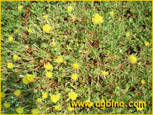 Эриогонум зонтичный подв. зонтичный ( Eriogonum umbellatum ssp. umbellatum )