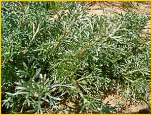   ( Artemisia campestris )