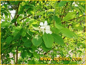 Экзохорда кистистая подв. кистистая ( Exochorda racemosa racemosa )