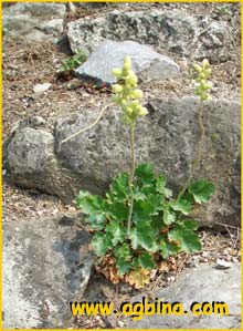   .  ( Heuchera cylindrica var. alpina )