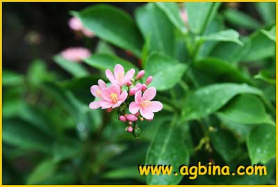    ( Jatropha pandurifolia rosea )