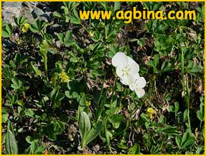    ( Viola altaica f. alba )