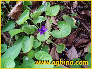   .  ( Viola odorata var. maderensis )