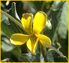   ( Viola purpurea )
